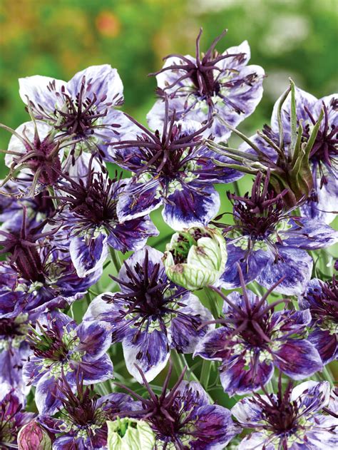 Check spelling or type a new query. Love In A Mist Miss Jekyll Flower Seeds (Unwins) - Jackson ...