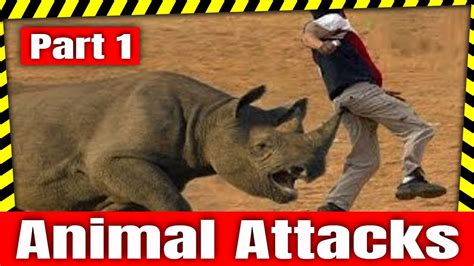 Funny Animal Attacks Part 1 Super Funny Moments Human And Animals