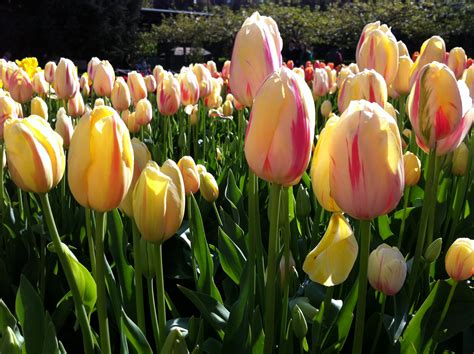 Flowers that bloom in spring in india. Spring is here! Look at what's in season… | Bloom College