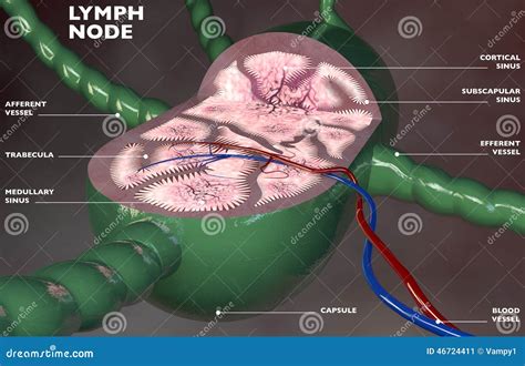 Anatomie De La Section 3d De Ganglion Lymphatique Illustration Stock