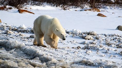Philippe Jeanty Canada Polar Bear Walking By