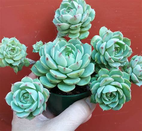 Check spelling or type a new query. Succulent-Crazy Sisters on Instagram: #Echeveria #cactus # ...