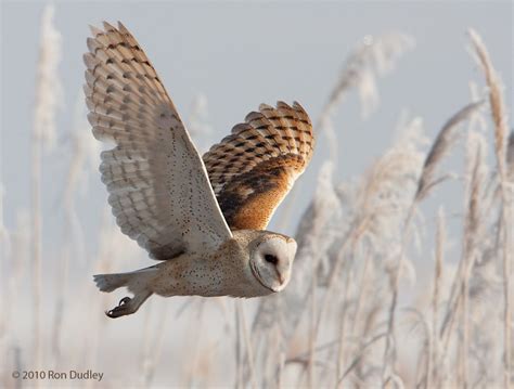 Barn Owl In Flight With Grasses Owl In Flight Barn Owl Owl Photography