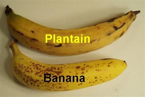 Чем овощной банан отличается от сладкого 88 фото