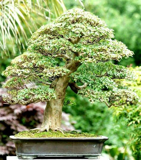Tanaman ini tersebar di daerah india , thailand , kamboja, sri langka, dan indonesia. Gambar Pohon bonsai oleh Arif Setyadharma pada bonsai di 2020