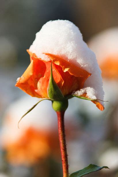 Rose With Snow Free Stock Photo Public Domain Pictures