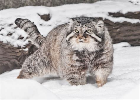 Amazing A Very Rare Species Of Cat Discovered On Mount Everest