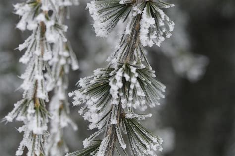 Free Images Tree Nature Branch Snow Cold Winter Flower Frost