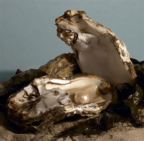 What is the most valuable pearl? How and Why Oysters Make Pearls