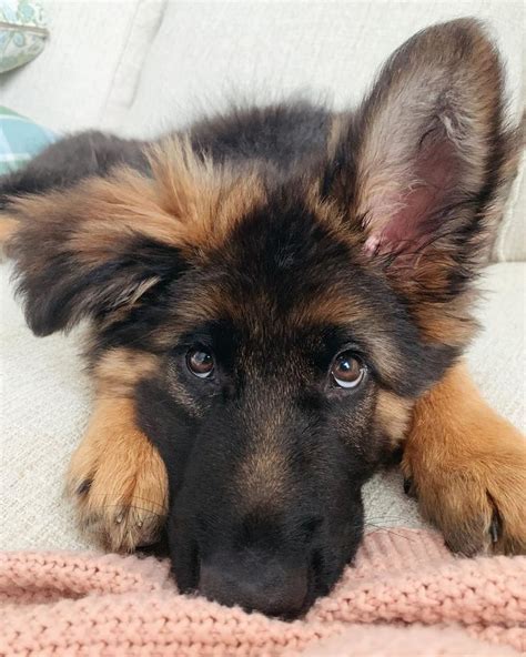 German Shepherd Puppy Ears This Is Thor Hes Still Trying To Figure Out