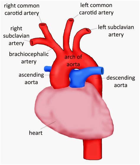 Aorta Anatomi Cardiovascular Nurse