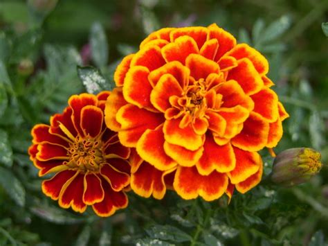 Marigold October Flower Of The Month Brant Florist Blog