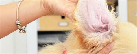 How To Do Dogs Get Ear Mites