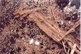 Ground Termites In Hawaii Photos