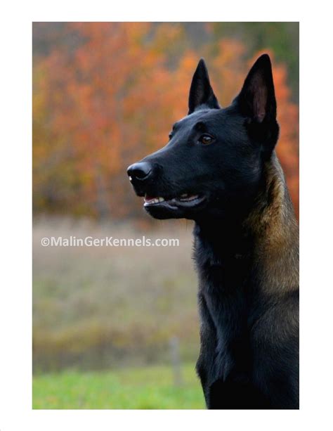 Belgian malinois, apparently the gene that causes the black mask (common to pugs, mastiffs, danes, gsds and. Belgian Malinois | Perros negros, Lenguaje de los perros ...