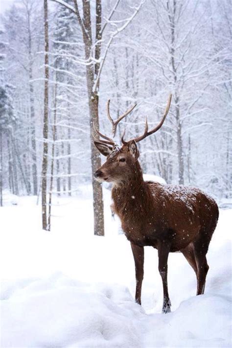 Winterbilder tiere als hintergrundbild : Winterbilder Tiere Als Hintergrundbild - Hintergrundbilder 1920x1080 Px Tiere Fuchs Schnee ...