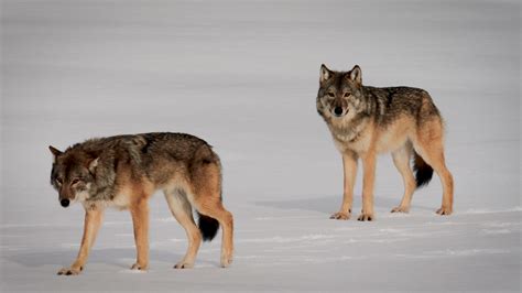 The Future Of The Wolves Of Isle Royale Blog Nature Pbs