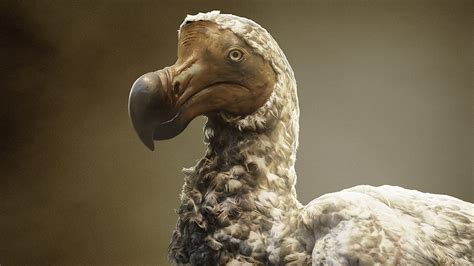 Dodo De Extinction How Scientists Plan To Resurrect An Iconic Species