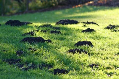 How To Get Rid Of Moles In Your Yard Lawn Phix