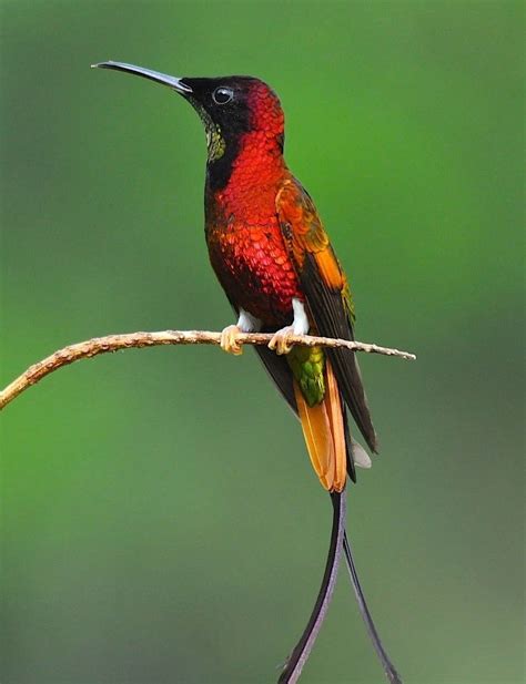The Crimson Topaz Topaza Pella Is A Species Of Hummingbird In The