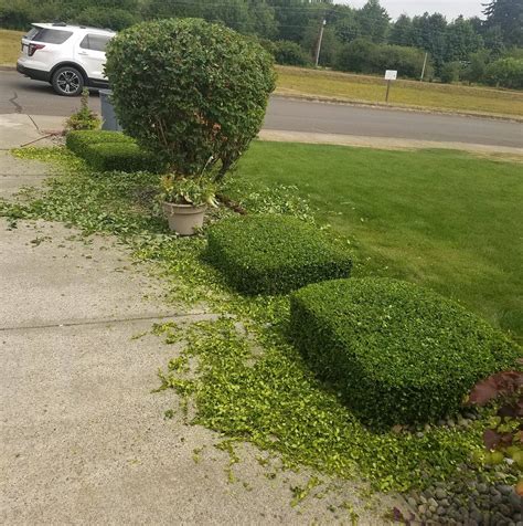 Luis Bautista Landscaping