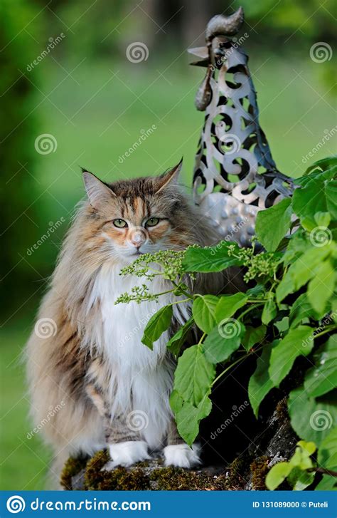 Norwegian Forest Cat Female In Sunny Garden Stock Photo Image Of