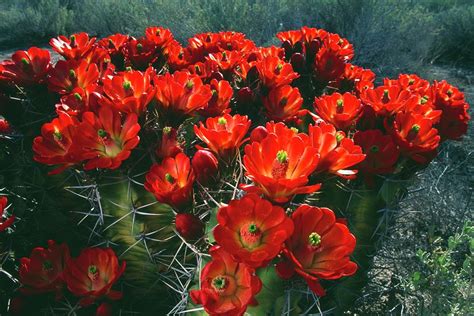 Welcome to my channel so here is my first ever video. Claret Cup Cactus Flowers Echinocereus Photograph by ...