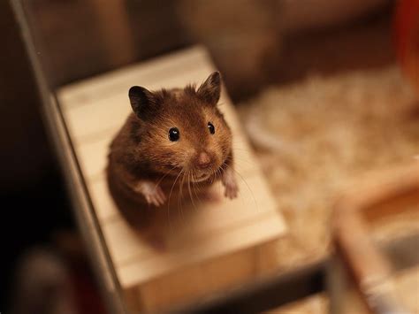 15 Adorable Hamsters That Will Cause A Cuteness Overload