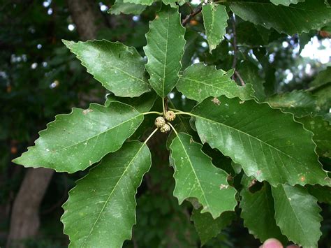 Chinkapin Oak Quercus Muehlenbergii Great Plains Nursery