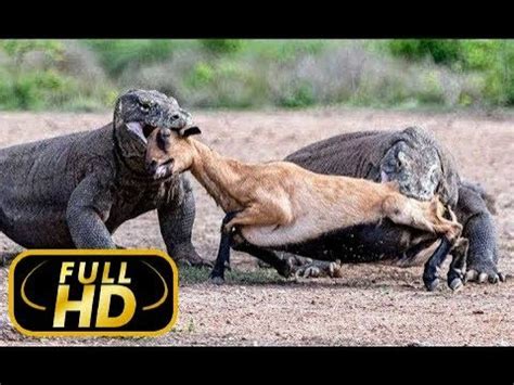 Or what are the deadliest animals to human? THE MOST DANGEROUS ANIMALS. ASIA / FULL HD - Documentary ...