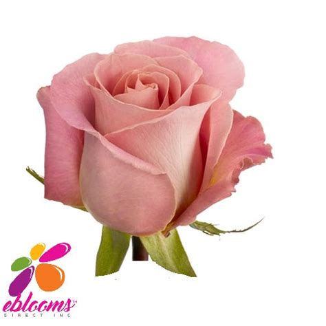 Hermosa Rose Variety Pink Ebloomsdirect Eblooms Farm Direct Inc