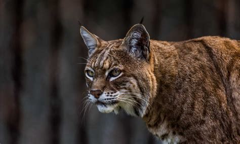 Watch This Bobcat Take Down A Deer Five Times Their Size Incredible