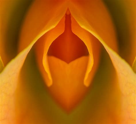 The Amazing Vulva A Closer Look At Your Anatomy