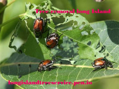 54 Cool What Is The Life Cycle Of A Japanese Beetle Insectza