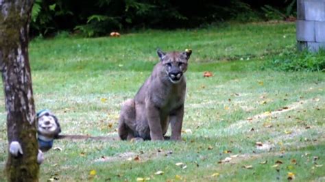 Cougar Filmed In 45 Minute Staring Contest With Vancouver Island Man