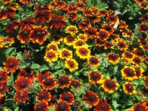 Top 10 Easy Perennial Plants To Grow From Seed Dengarden