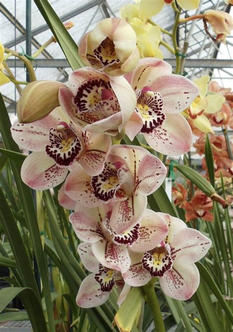 • our flower delivery boxes fit standard flower bouquet size perfectly • easy and fast postal packaging solution • 100% recyclable boxes made from recycled paper. Cymbidium Mem Anna Leong — big spotted flowers, hardy ...