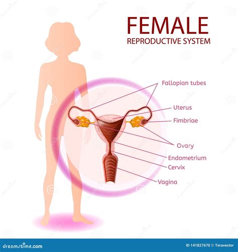 The Female Anatomical Systems Royalty Free Illustration 151469388