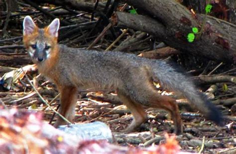 Gray Fox Description Habitat Image Diet And Interesting Facts