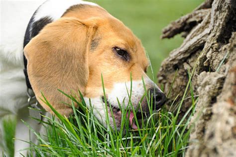 Even if you suspect it not to be a serious issue, you should still consult a qualified vet if it keeps happening. My Dog Keeps Throwing up Grass, What Should I Do?