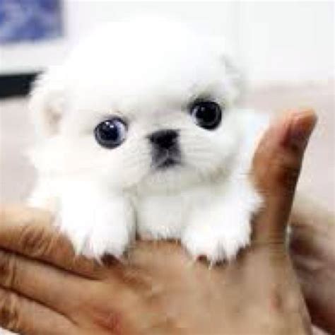All our teacup puppies for sale are paper trained prior to leaving!!! Pin by SHARP NEWTON on PETS (With images) | Pekingese ...