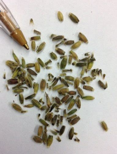 Field Scabious Seed Forestart