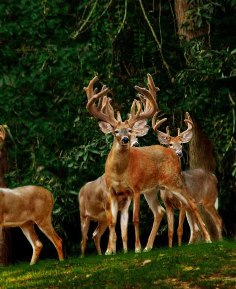 Deer Management Taking A Census Of Your Herd Great Days Outdoors