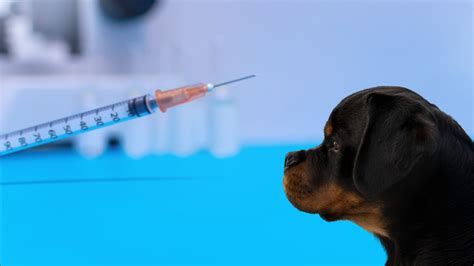 Leishmaniasis En Perros S Ntomas Y Precio Del Tratamiento