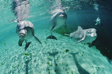 Joshua The Bottlenose Dolphin And Friends Photo By Flip Nickin Of