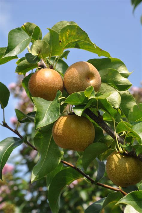 Shinko pear trees ripen mid august to mid september depending on your geographic location. Shinko Asian Pears on tree | Edible landscaping, Buy ...