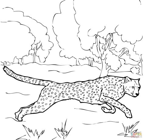 gepard ausmalbilder Ausmalbilder für kinder Animal coloring pages