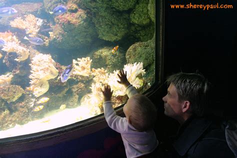 London With Kids Sea Life Aquarium Shere Y Paul