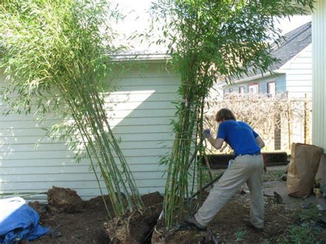 The fencing rolls are secured against a wall and finished with a. How to Grow Bamboo Without It Taking Over | Bamboo garden ...