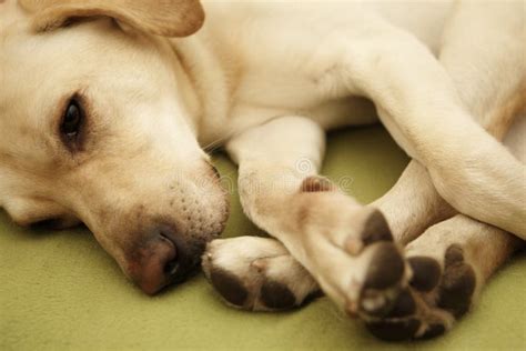 Sleepy Dog Stock Image Image Of Ears Adorable Doggy 18426901